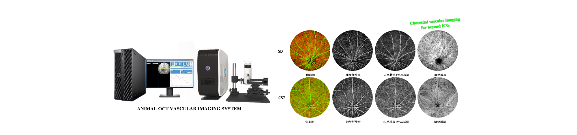 ANIMAL OCT VASCULAR IMAGING SYSTEM